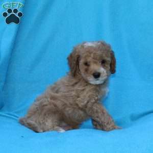 Splash, Cockapoo Puppy